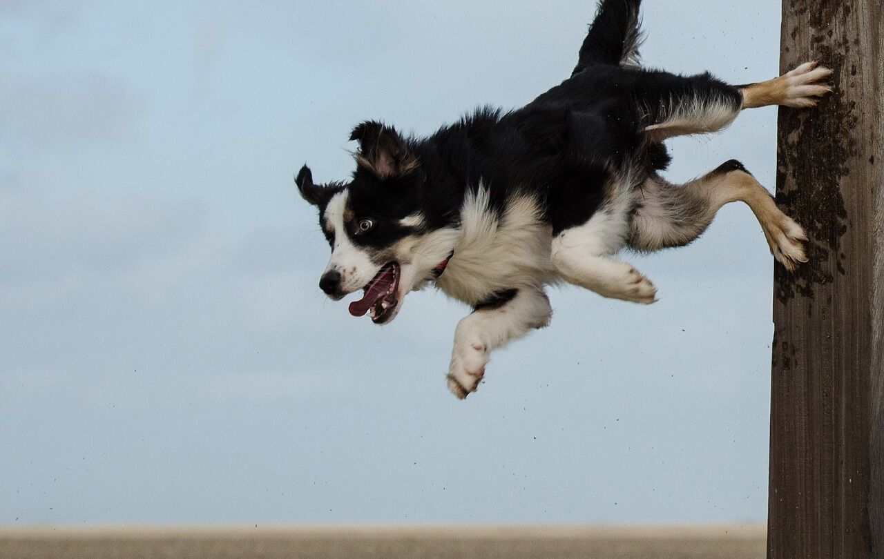 Border collie